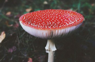 Bauer_84_HEADER_© Pexels